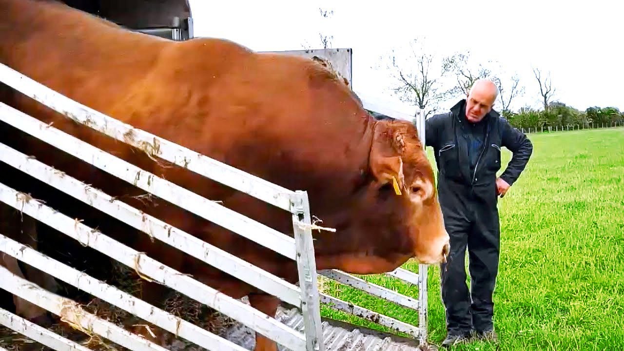 OS ENORMES TOUROS DA RAÇA BORAN! (vale muito dinheiro?)