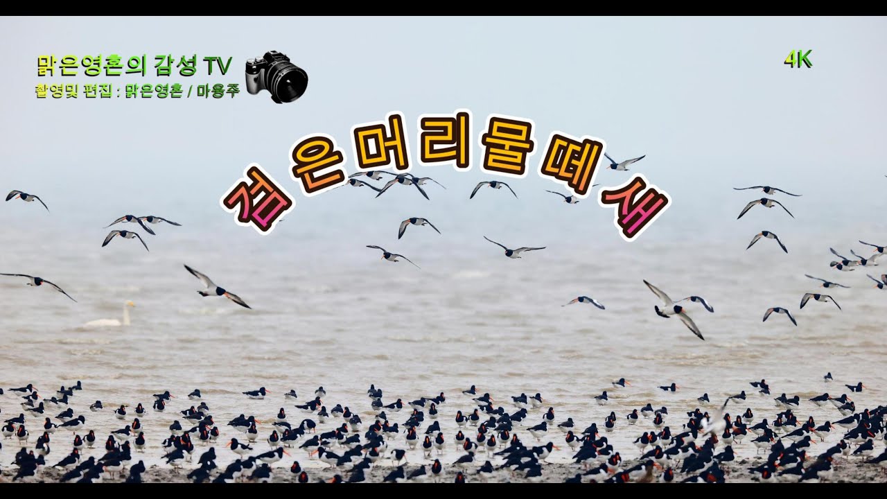 검은머리물떼새의 환상적인 군무