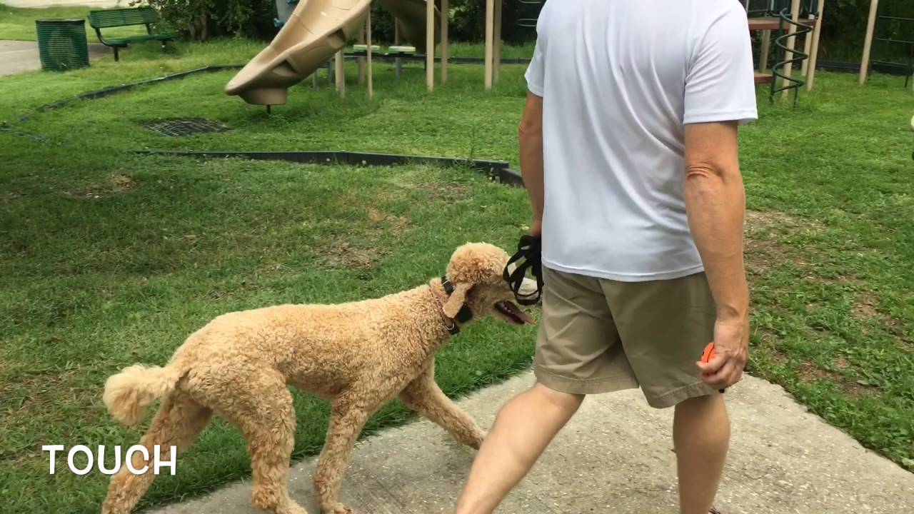 9 month old standard Poodle Scooby Doo | amazing obedince | Baton Rouge Dog trainers