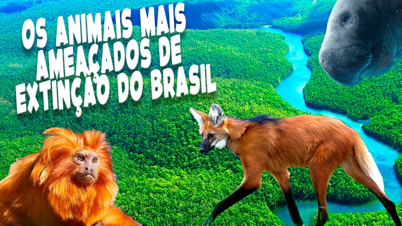 10 Animais Brasileiros Ameaçados de Extinção!