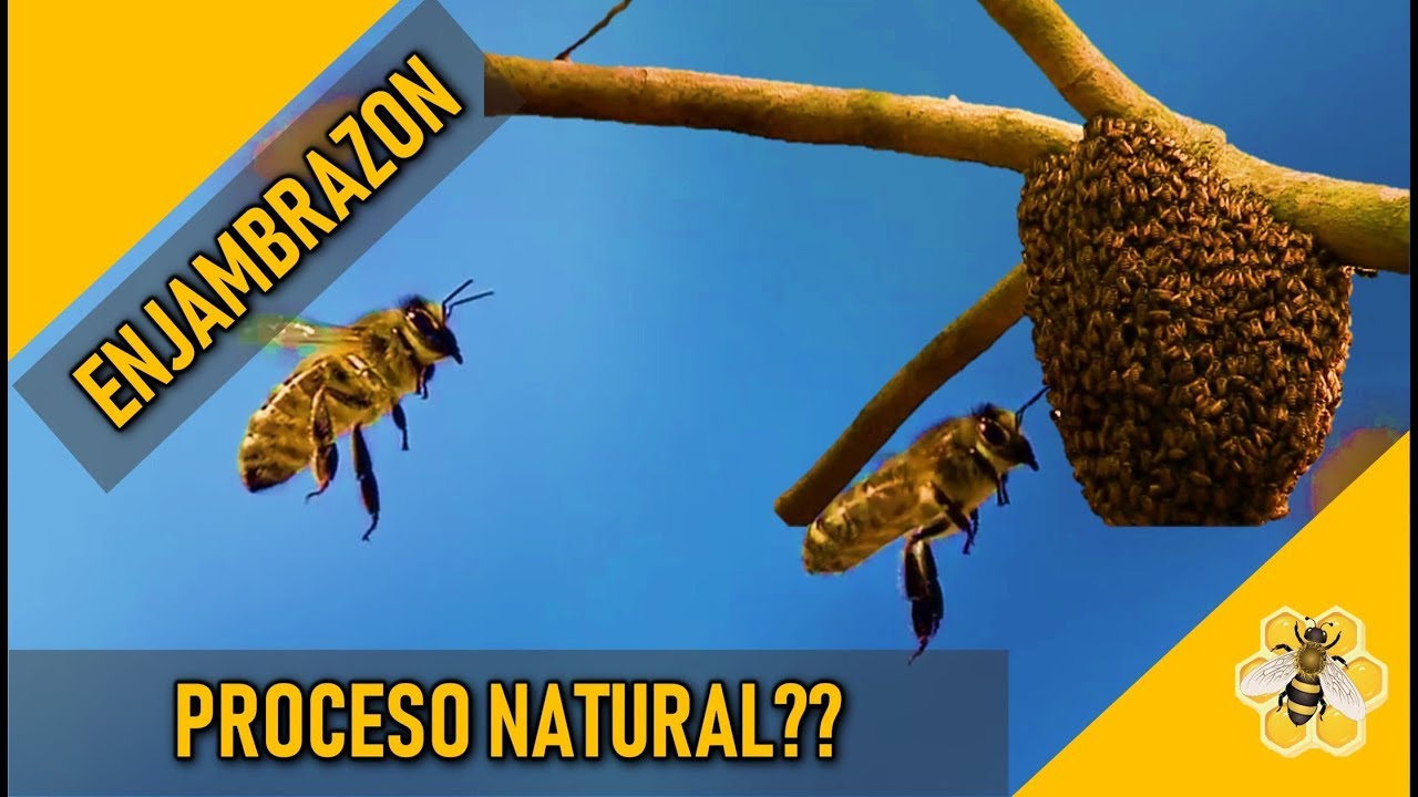 Que es la Enjambrazon de las Abejas y Como Evitarlo