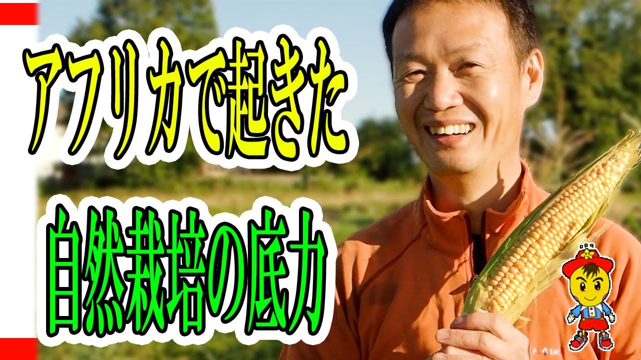 【自然栽培66】これで完璧！トウモロコシの栽培マスター編！！種まきから、収穫までの動画とヒント紹介！！(^▽^)/