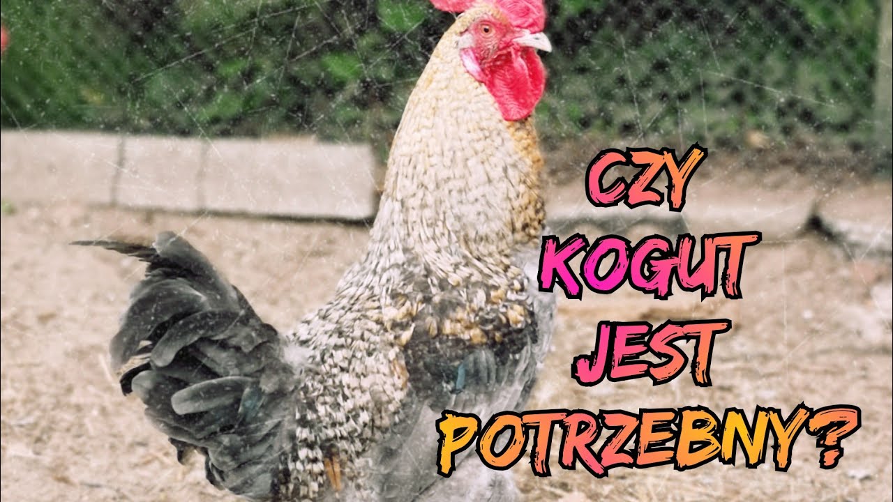 Hodowla Kur - Kogut czy jest potrzebny? 🐓