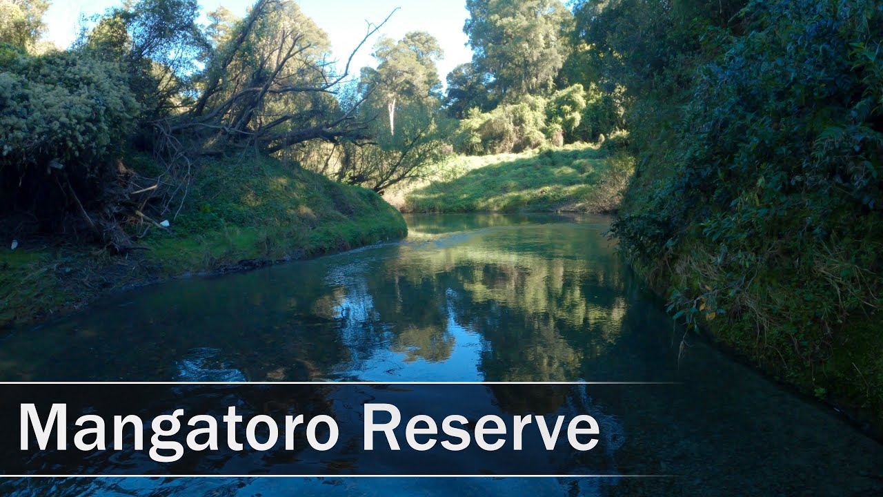 Mangatoro Scenic Reserve Walk, Manawatū-Whanganui, New Zealand | 4K