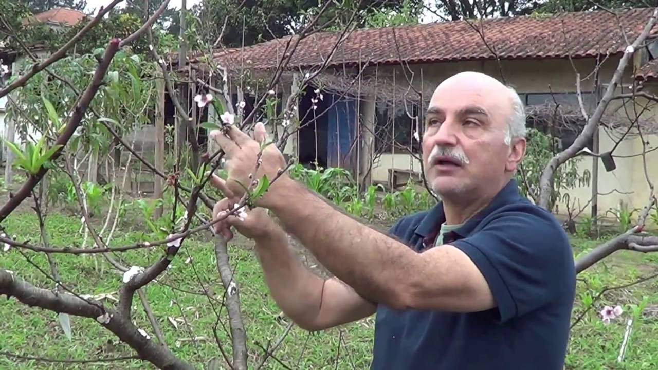 320 ) -  PREPARO DO PESSEGUEIRO PARA A SUA CORRETA CONDUÇÃO – FERRAZ DE VASCONCELOS - SP