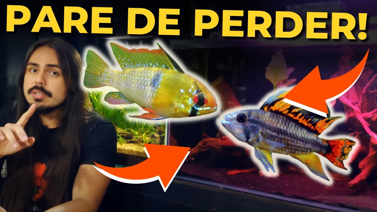 🔴STOP LOSING DWARF CICHLIDS! |Mr. Betta|