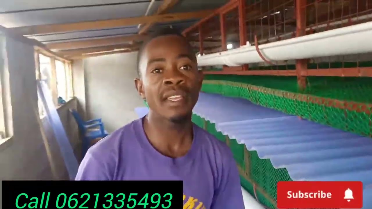 UFUGAJI WA KUKU WENGI KWENYE ENEO DOGO.