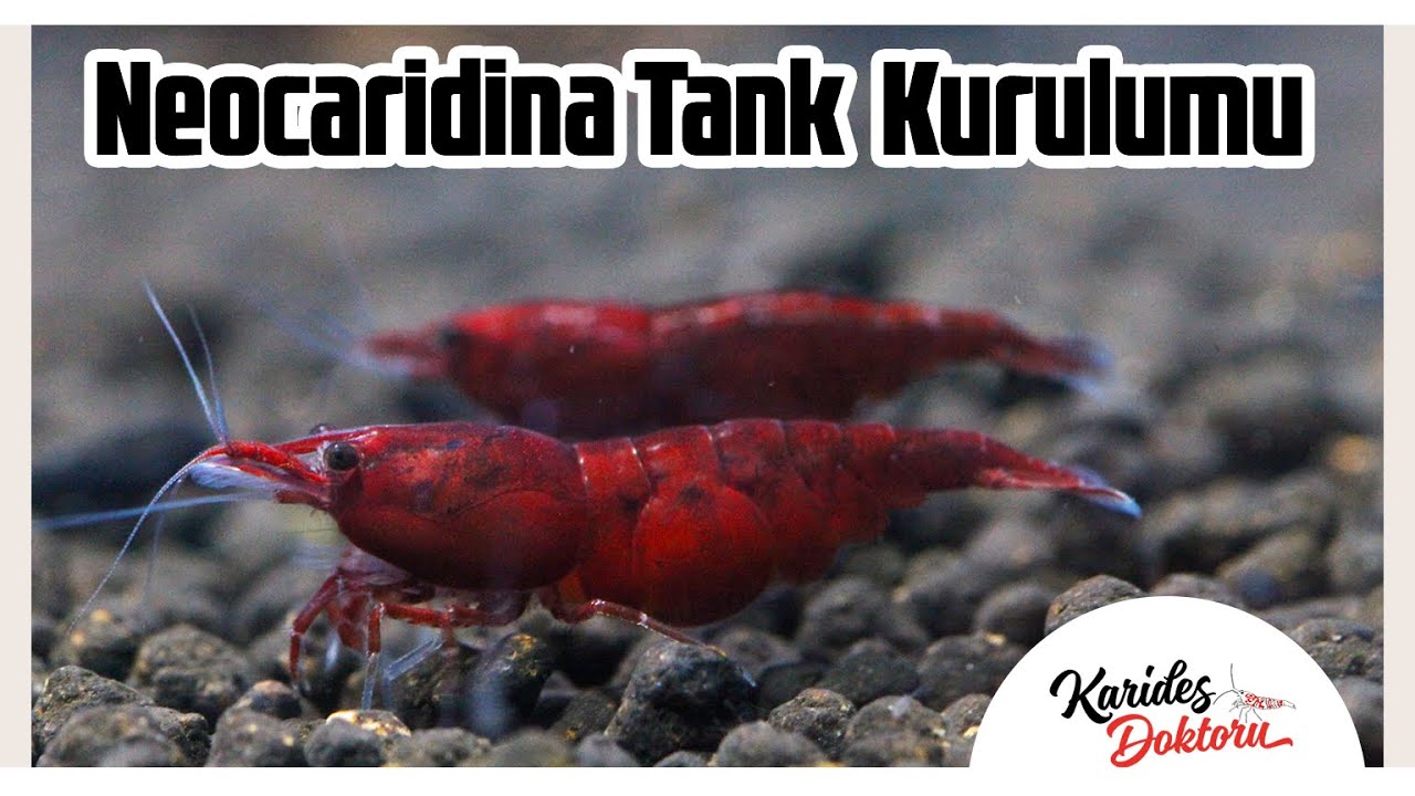 Neocaridina karides tank kurulumu