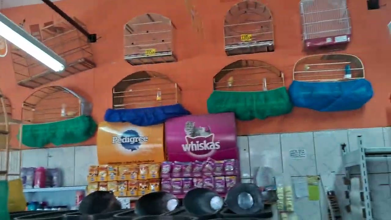 VENDA DE CANÁRIO BELGA EM CARAPICUIBA SP. Pet shopping DOIS IRMÃOS
