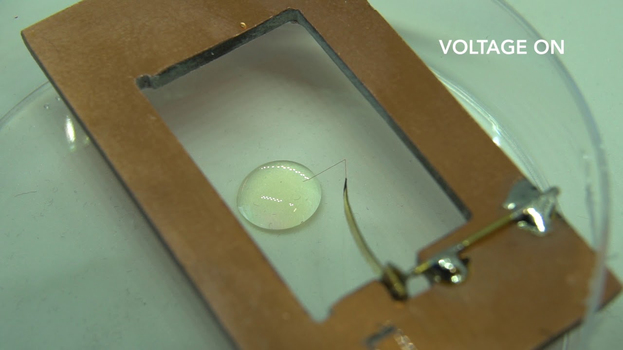 Compliant electroactive micromanipulators for scanning electron microscopes