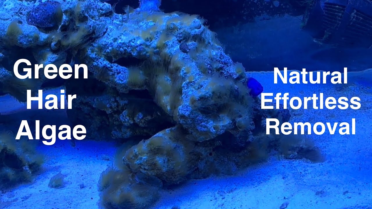 GHA Green Hair Algae Natural Effortless Removal, 16 Days, No Chemicals Saltwater Coral Reef Aquarium