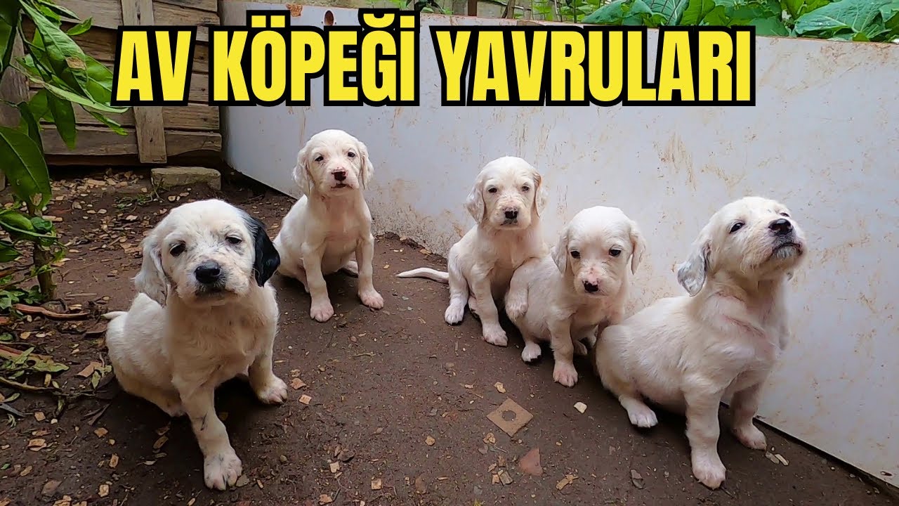Av Köpekleri - Yavru Köpekler - Setter Yavruları - Setter Av Köpeği