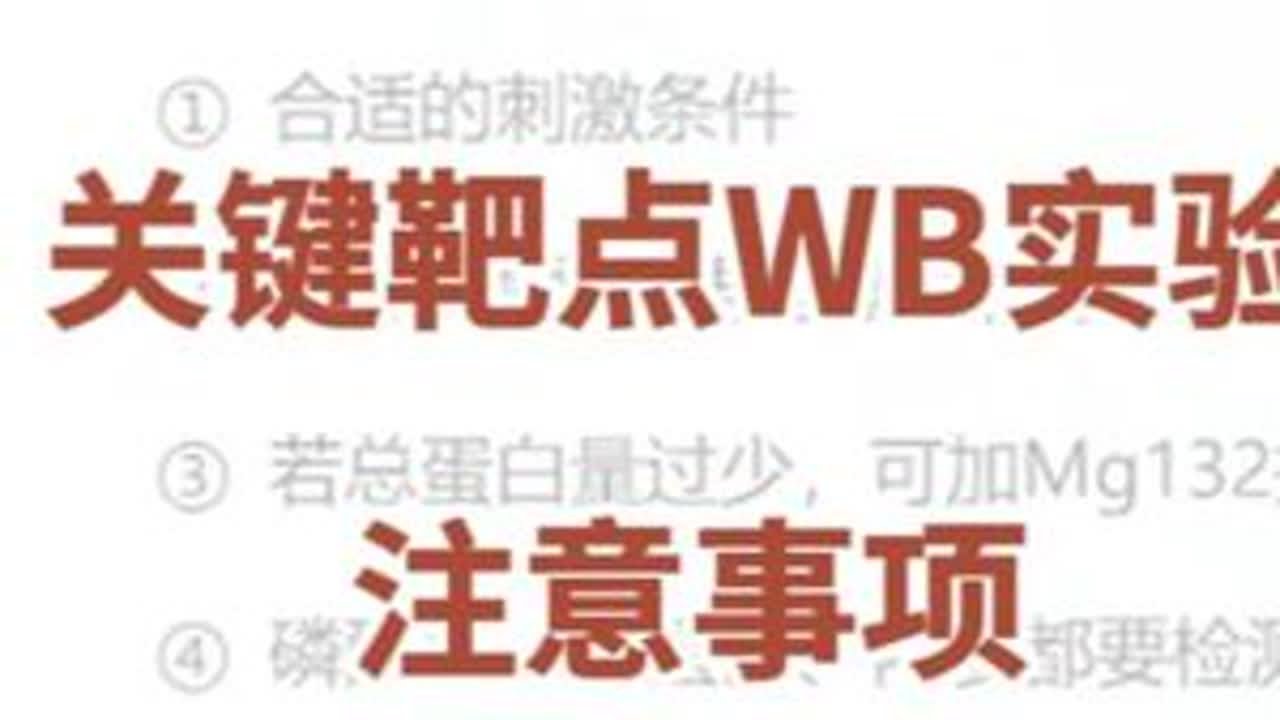 关键靶点 WB 注意事项大盘点！ #WB实验 #westernblot#科研干货 #科研日常 #实验室日常