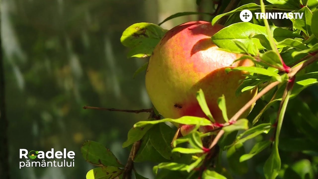 Rodiul - Cum trebuie îngrijit și în ce loc trebuie plantat în curte #RoadelePământului