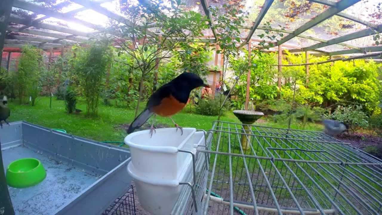 Feeding time in the aviary!