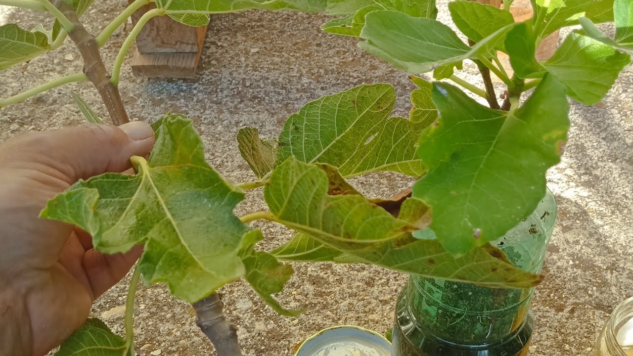 Talea autunnale su Fico.....la preparazione dalla A alla Z 🌿🌿🌿❤️
