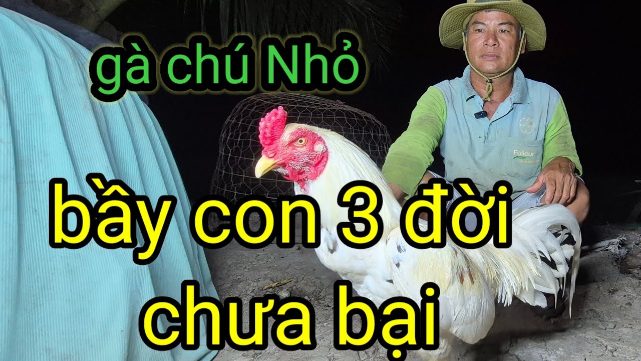 Những bầy gà con 3 đời làm vua  chuẩn bị ra quân cho ae -gà chú Nhỏ