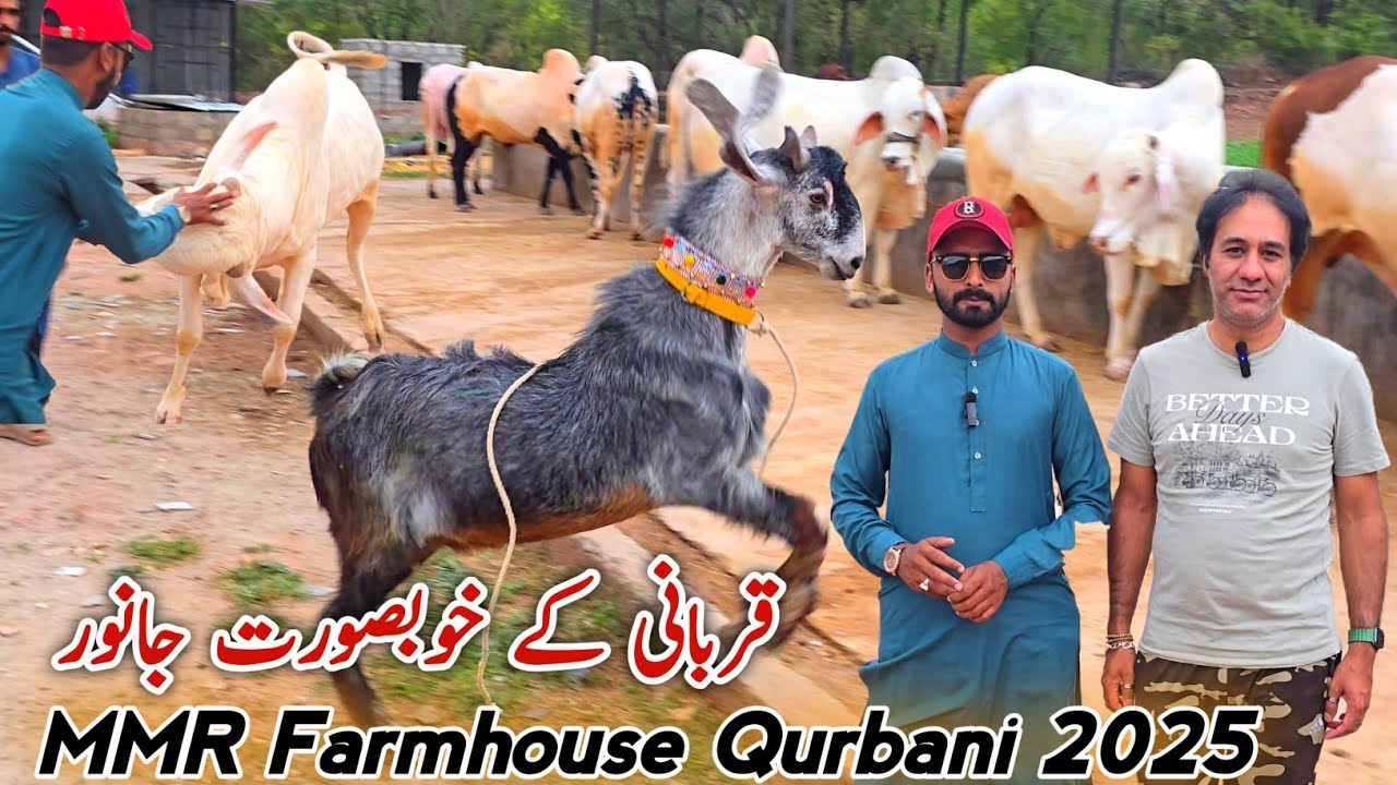 MMR Farmhouse Qurbani Bakra Eid Collection 2025 | Bhatta Chowk Mandi