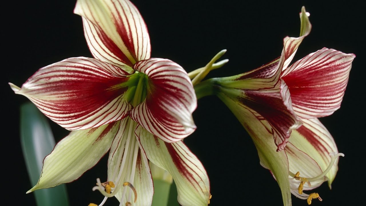 AMARYLLIS Plantes d'Intérieur Ep 03
