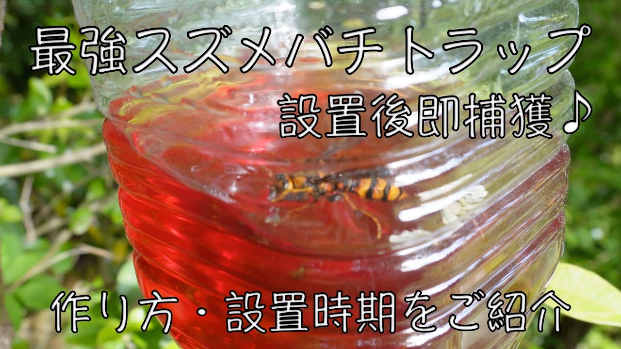 スズメバチ捕獲器！！トラップの作り方・設置時期♪【日本蜜蜂】