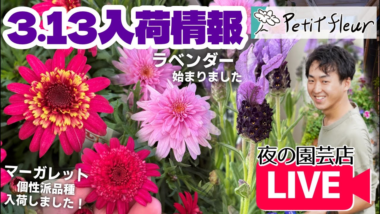 【園芸】3/13入荷情報！個性派マーガレット・ラベンダー入荷しました！#ガーデニング #flowers