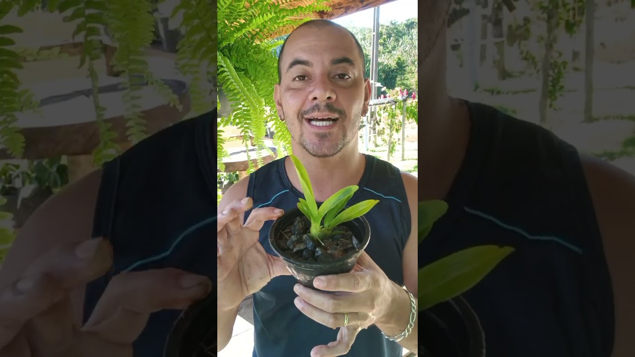 Agora eu s&oacute; planta orqu&iacute;dea em pedra brita