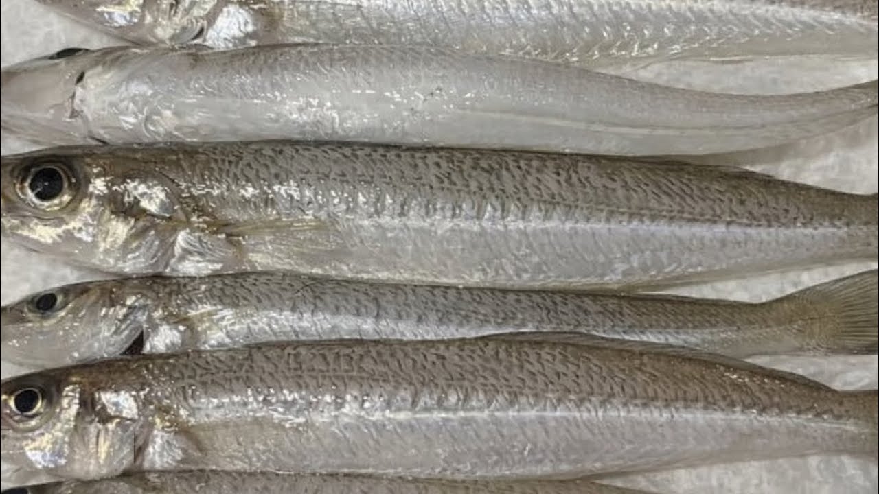 【初心者でも釣れます】ちょい釣りキスチャレンジ！でかいっ！！良型キス入れ食い