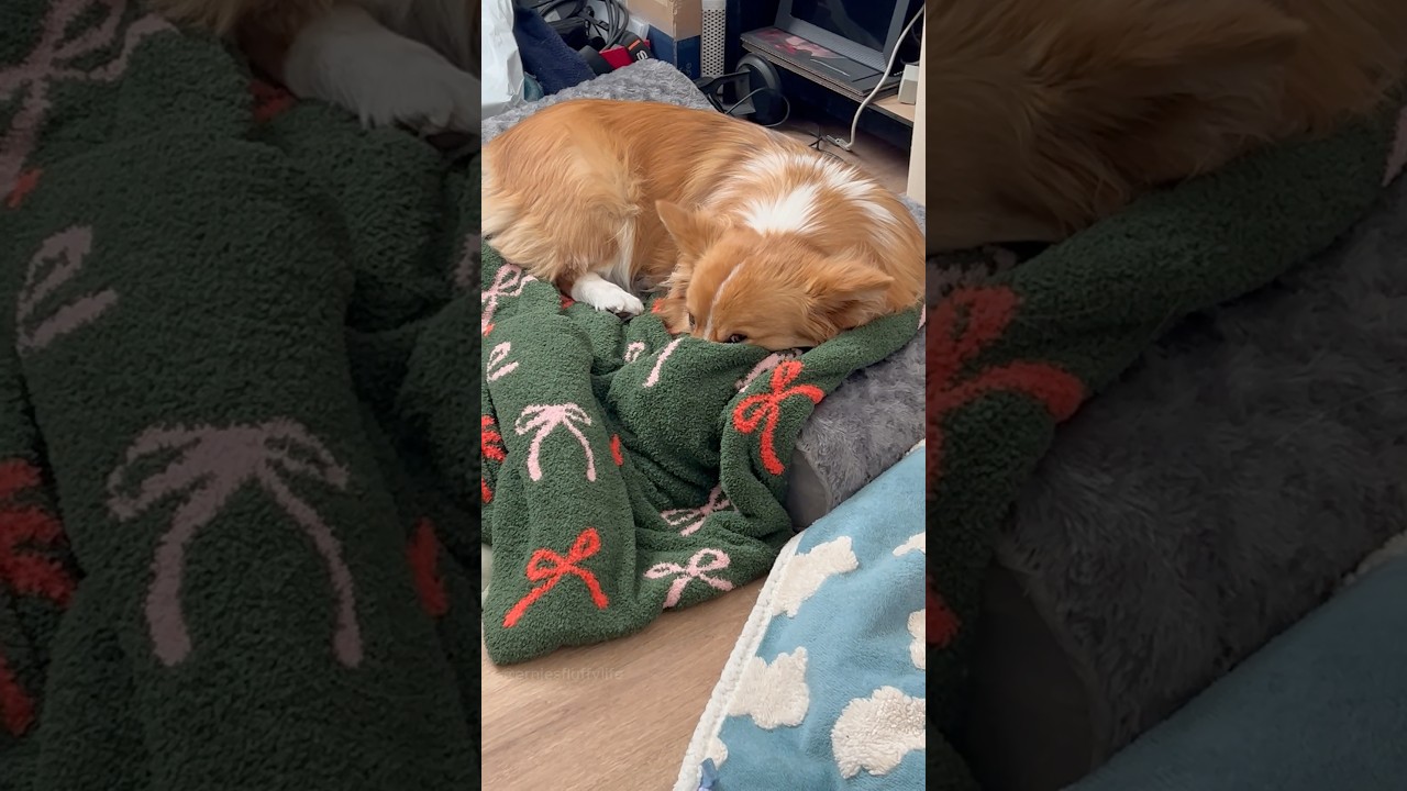 Corgi can&rsquo;t be bothered.. #corgi #funny #dogs #puppy