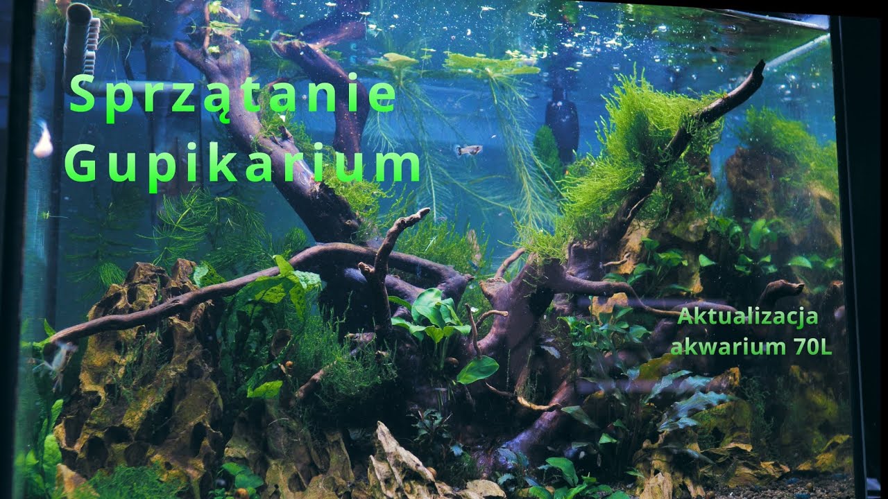 Sprzątanie gupikarium - akwarium naturalne 70L