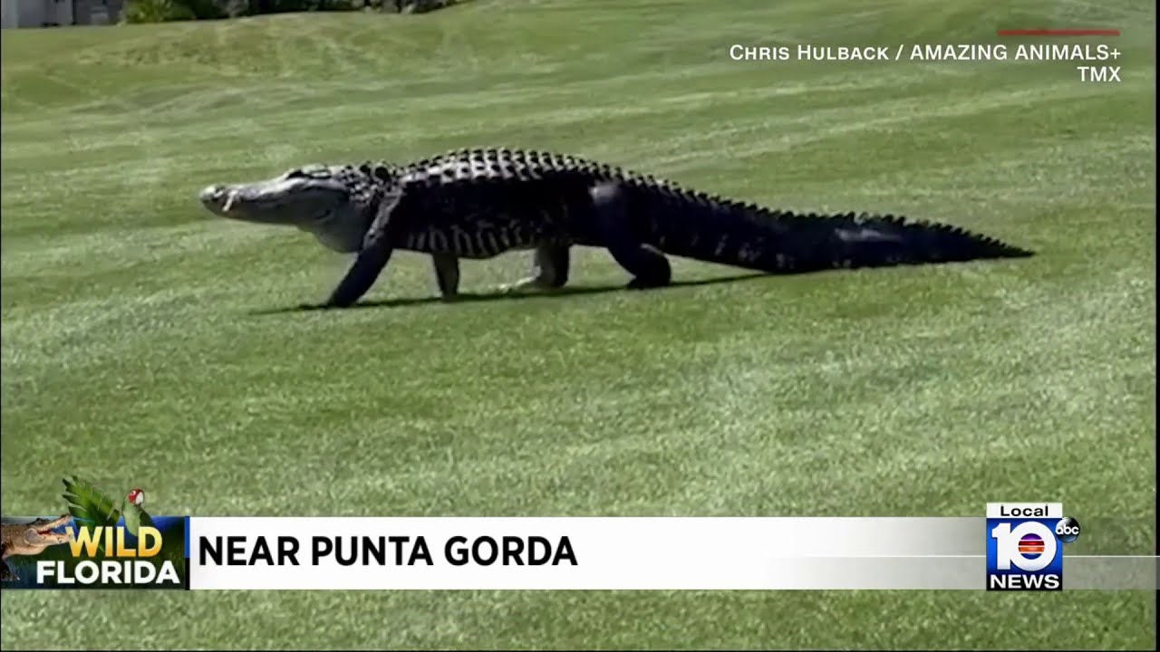 Large gator spotted on Florida golf course