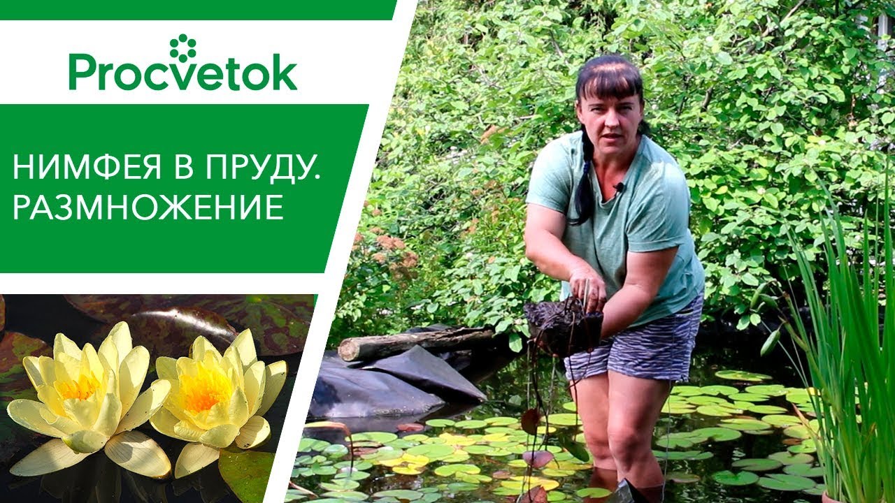 Когда менять воду в пруду. НИМФЕЯ посадка, уход, размножение