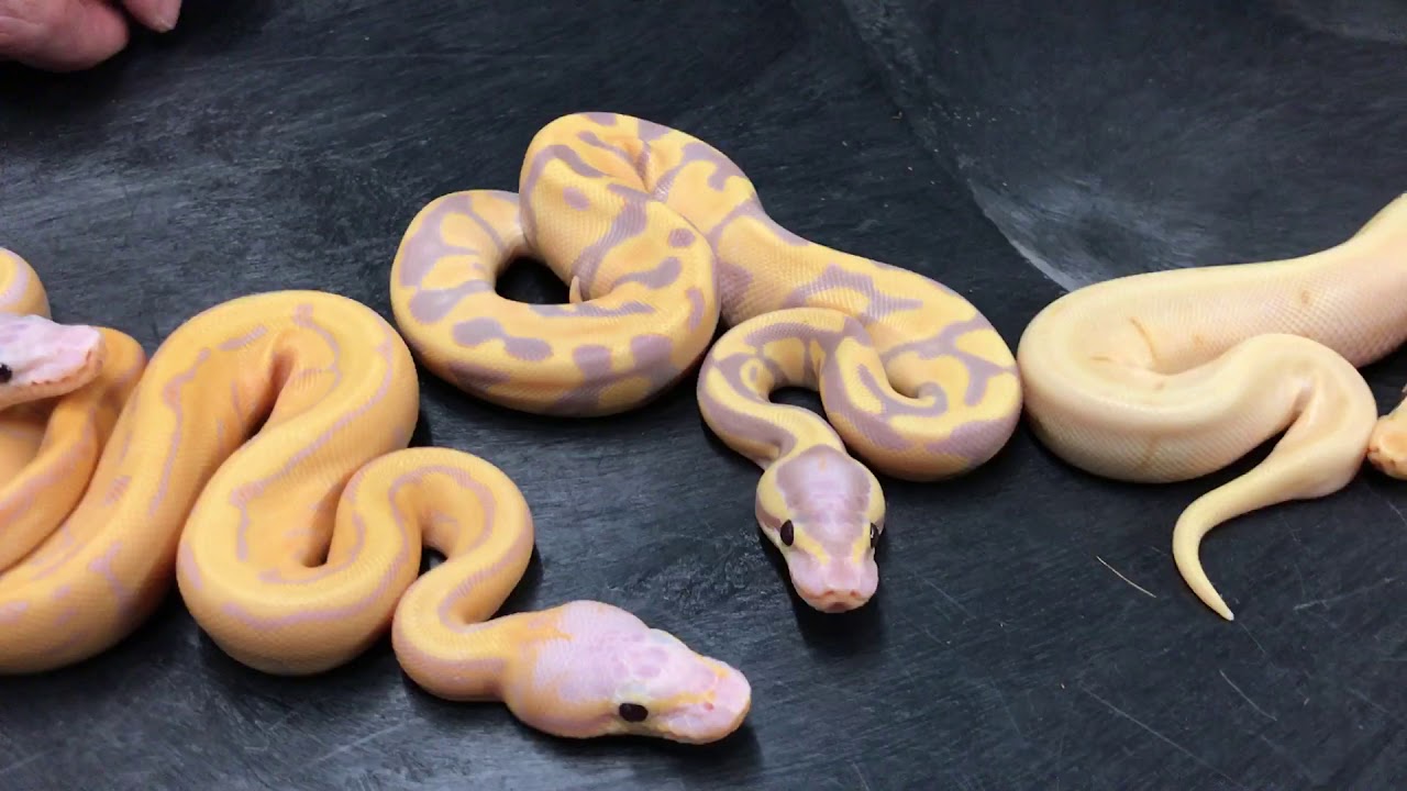 Is Ball Python breeding actually work and take a look at these babies!