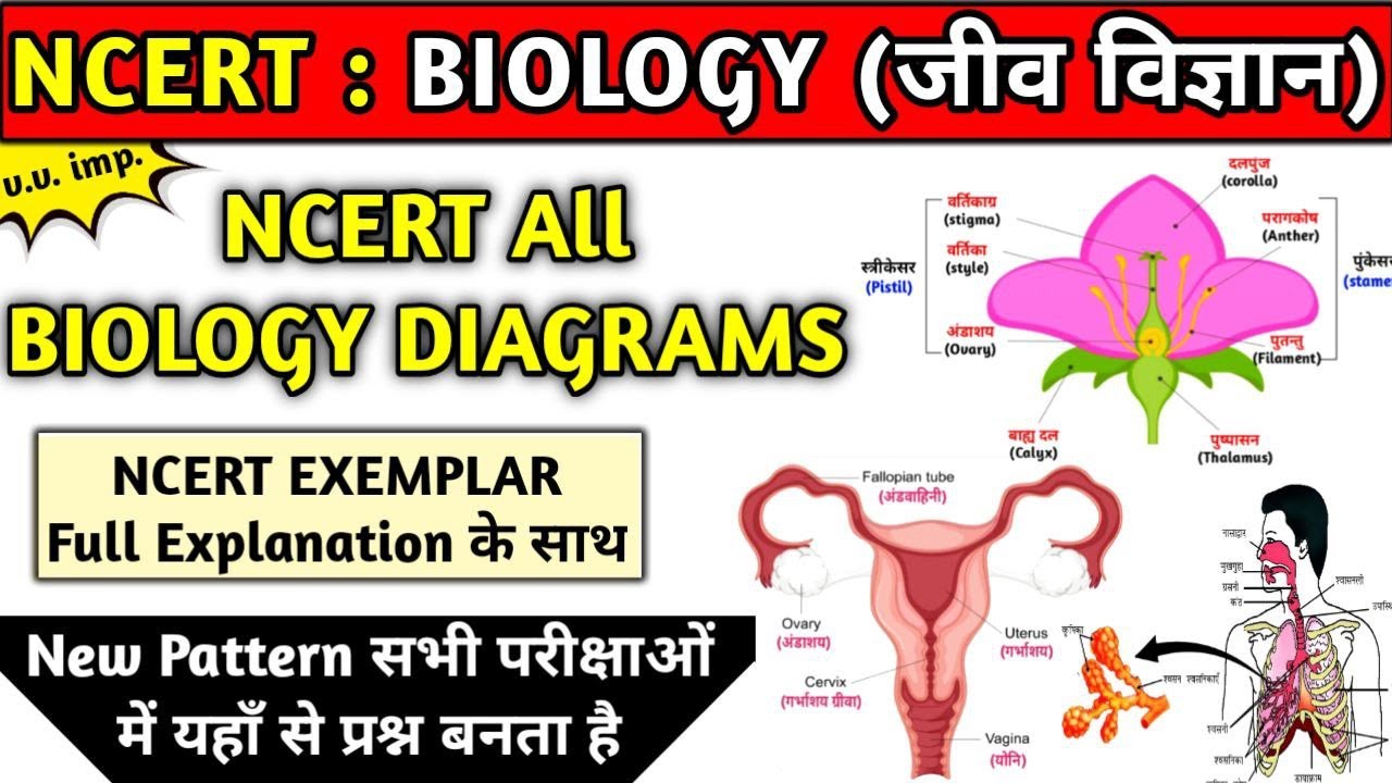 Ncert biology diagrams | Biology के सारे Diagram वाले प्रश्न | ncert exemplar
