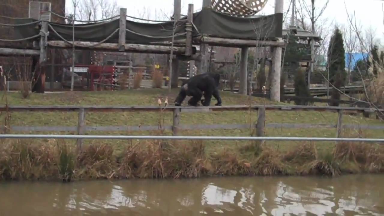 The Chimps of Fauna Sanctuary