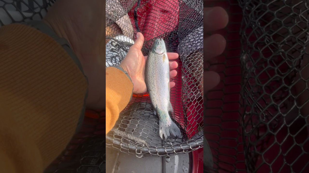 WA State Stocked Trout Fishing!! #fishing #trout #stockedtrout #pnw #shorts #fyp #pnwriverrat
