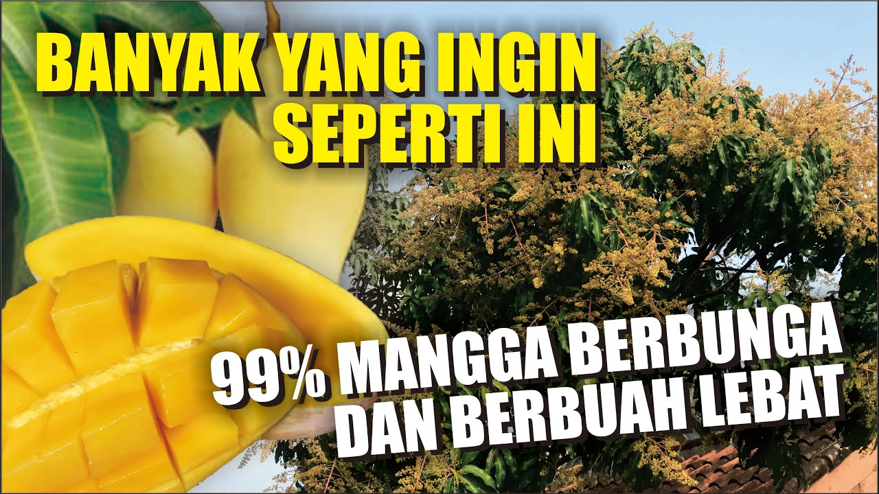 99 % BERBUNGA LEBAT!! HANYA DENGAN 3 JENIS PUPUK SAJA!! CARA MEMUPUK MANGGA PADA MASA GENERATIF