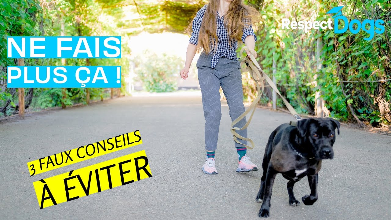 &Eacute;ducation canine ! &Ccedil;a ne marche pas ...