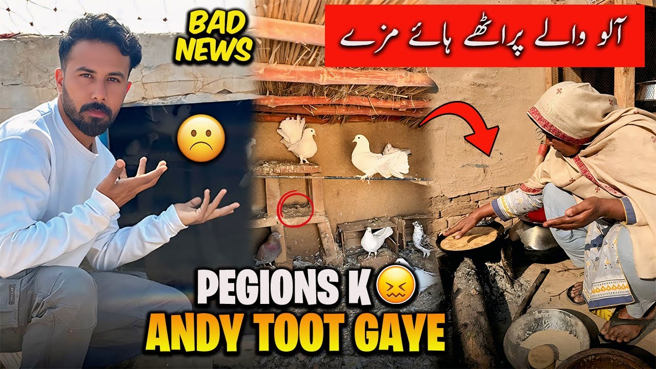 Piegons k Andy Toot Gaye😣😖 Bebe ne Bnaye Alu waly Prathy😍