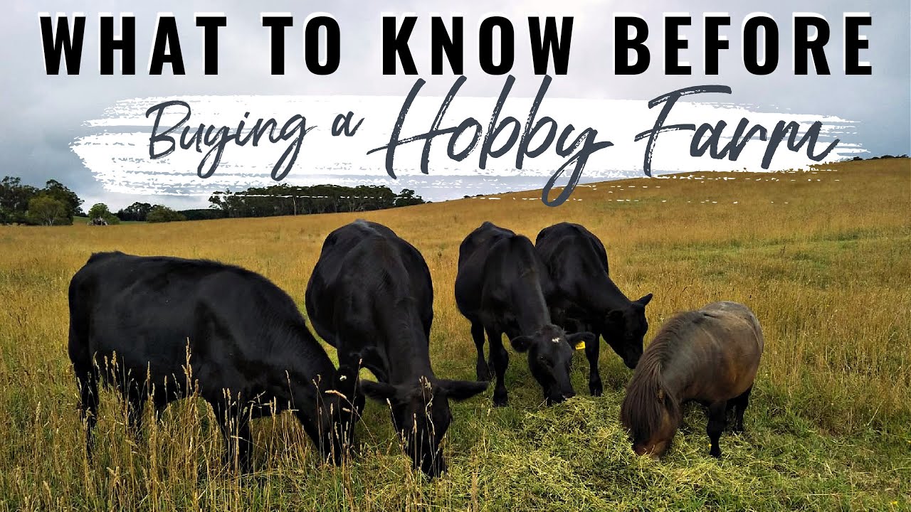 The TOP 13 THINGS CITY PEOPLE should know when BUYING A HOBBY FARM | How we FOUND our dream farm!