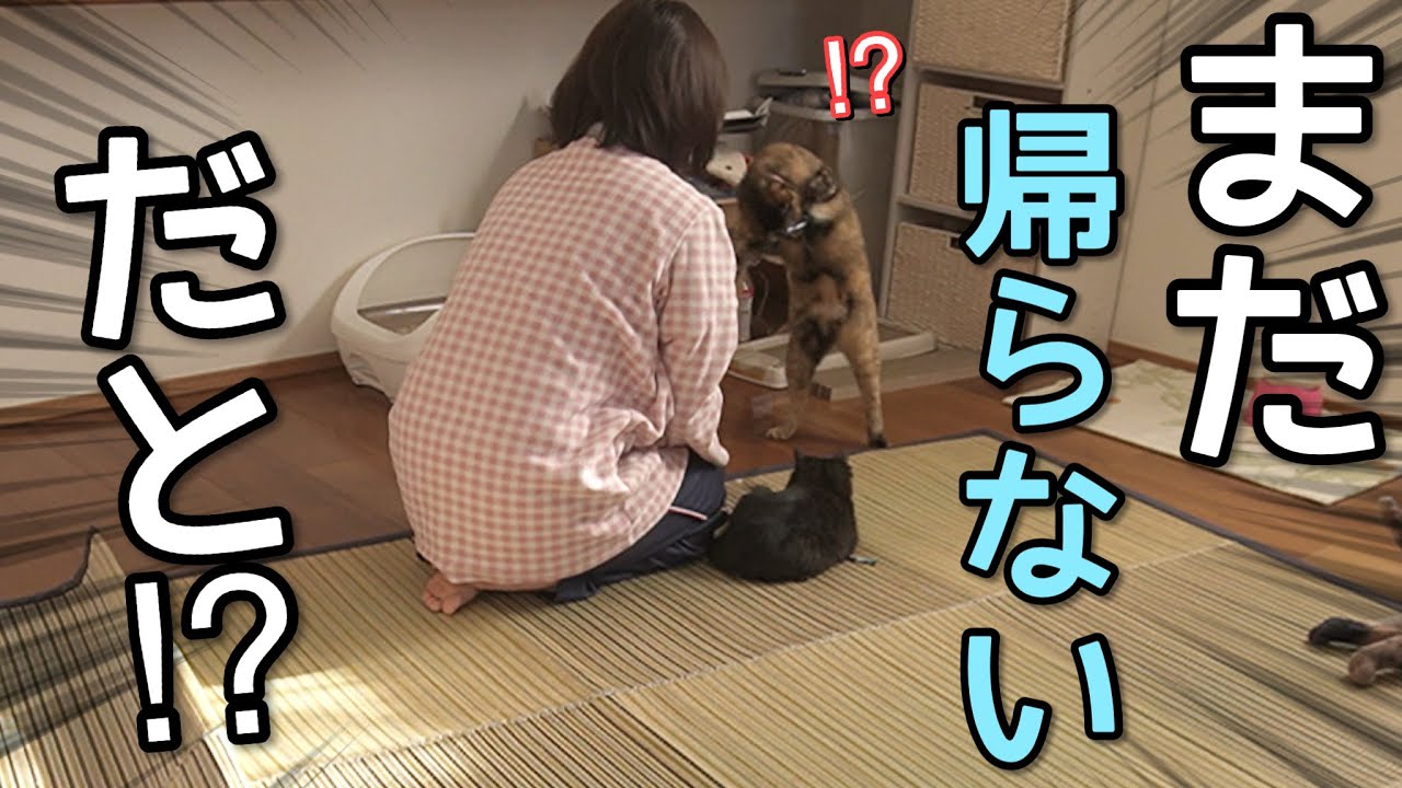 夜勤明けの旦那を待つ先住猫と子猫のモーニングルーティン。秋