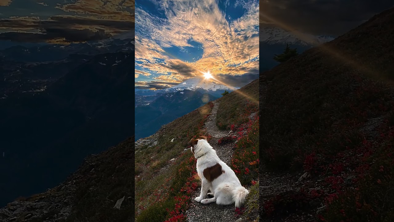 Green Serenity and Soft Music