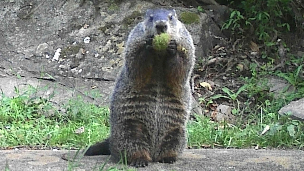Groundhog eat chestnut in spiky shell