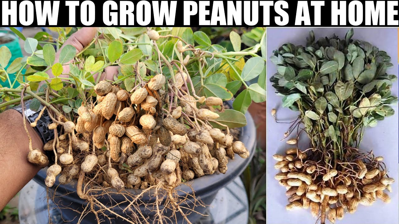 Brilliant Idea | How to Grow Peanuts at Home | Extremely Easy for Beginners