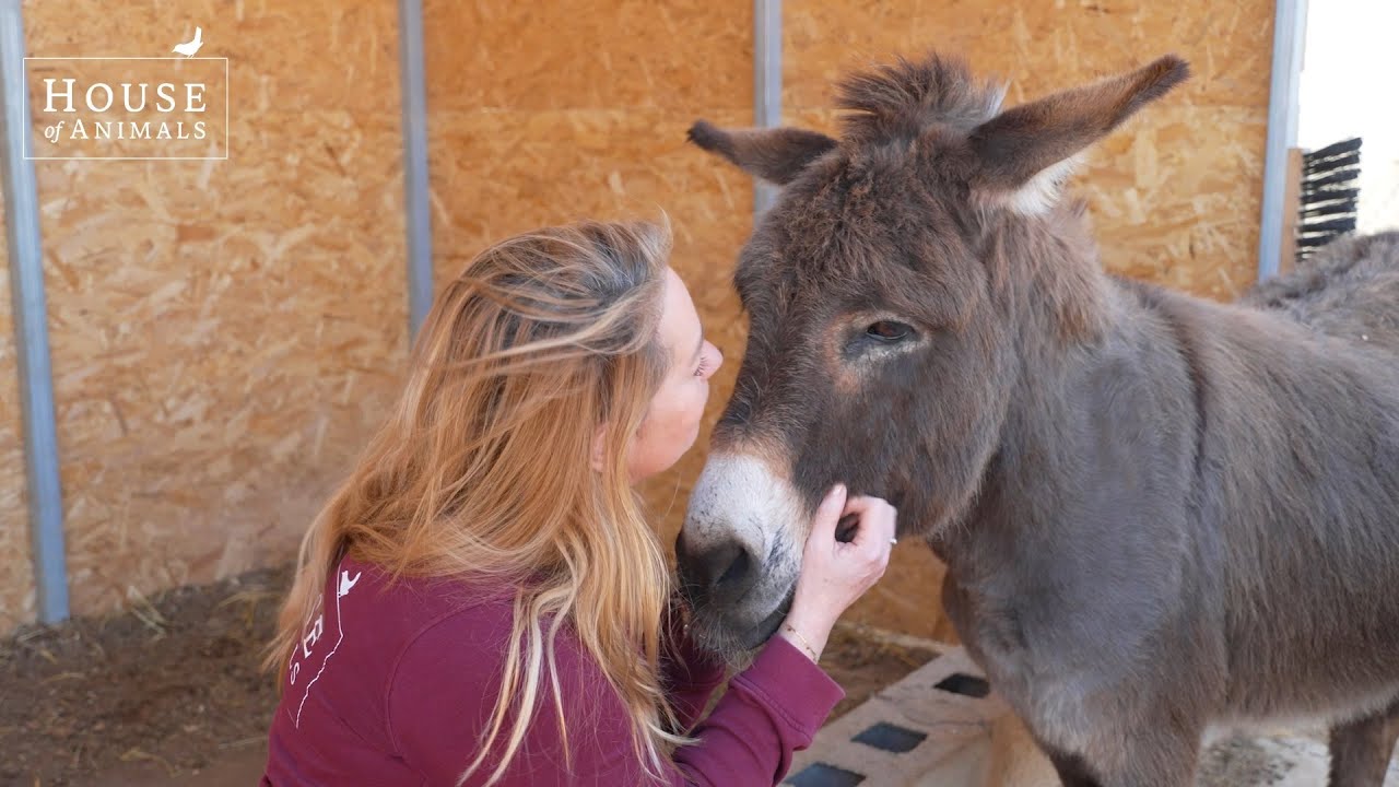 House of Animals - Noodhulp voor dieren in oorlog en rampgebieden (kort)