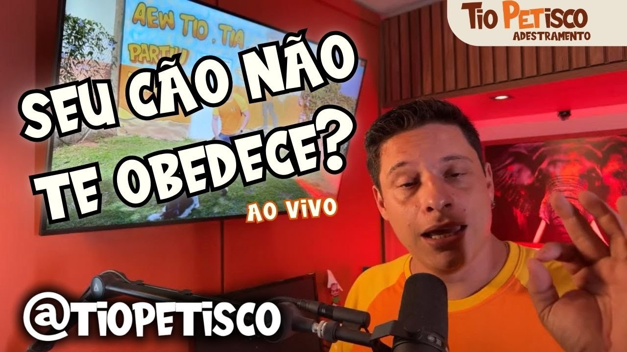 Por que seu cão não obedece? Descubra os erros que você comete sem perceber!