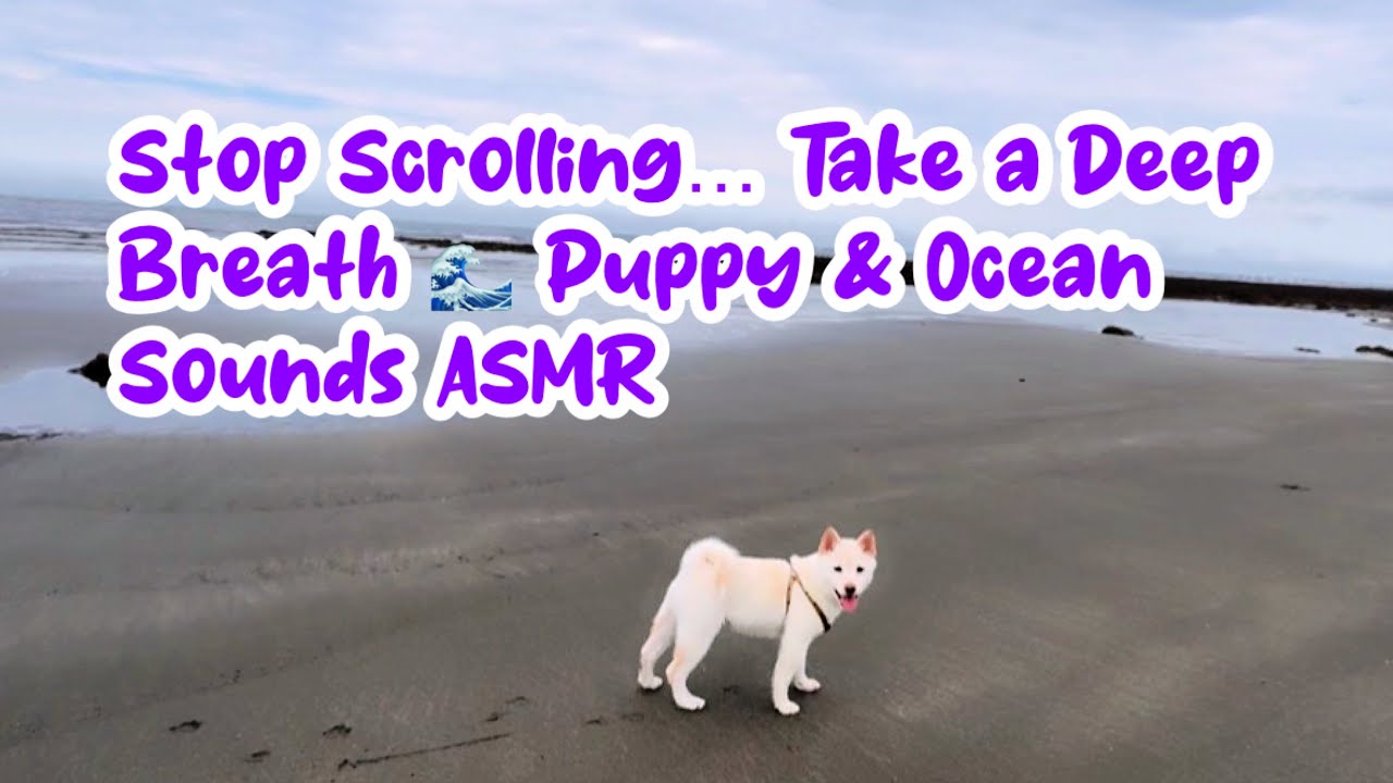 No Stress. Just a Puppy and the Beach ASMR ｜oddly satisfying ASMR video