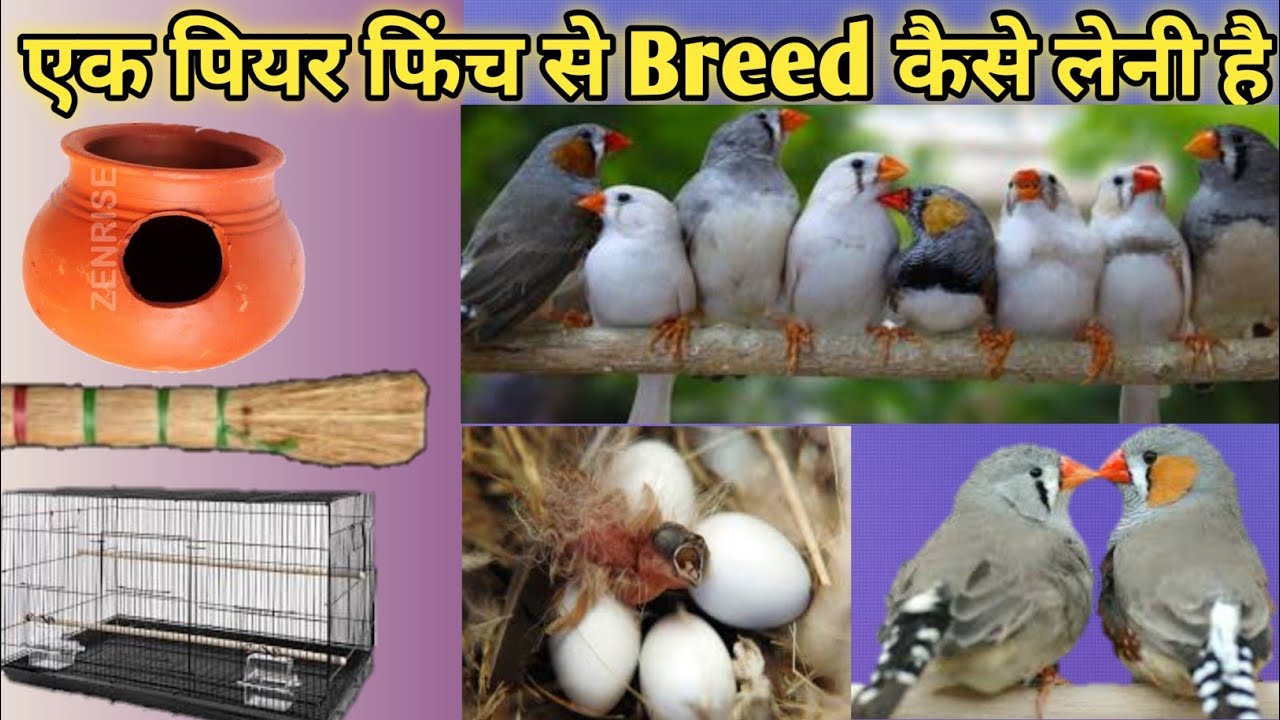 Finch Bird Breeding Tips in Hindi || Ek pear Finch se breed Kaise le