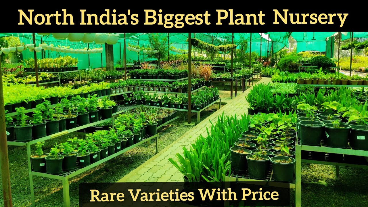 North India's Biggest plants nursery, Rare plants variety with price, Chandigarh plant nursery visit