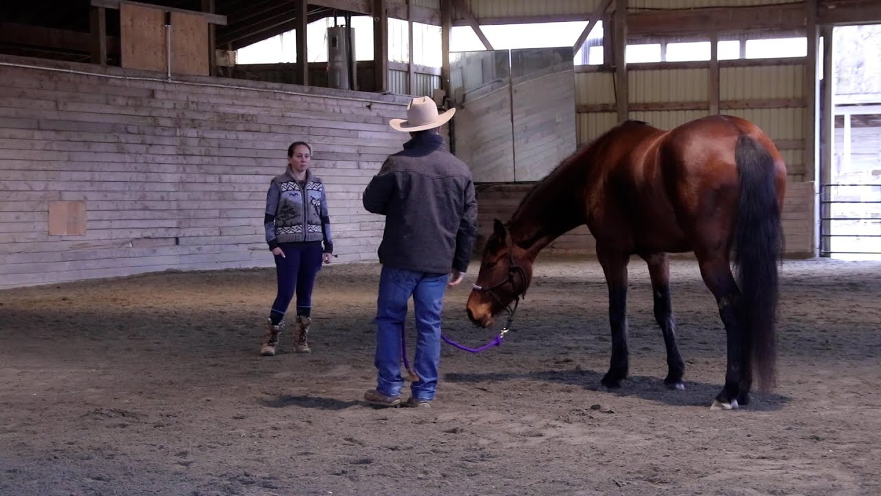 Working With A Sensitive Horse - Part 1 - Bringing The Mind Back Into Connection