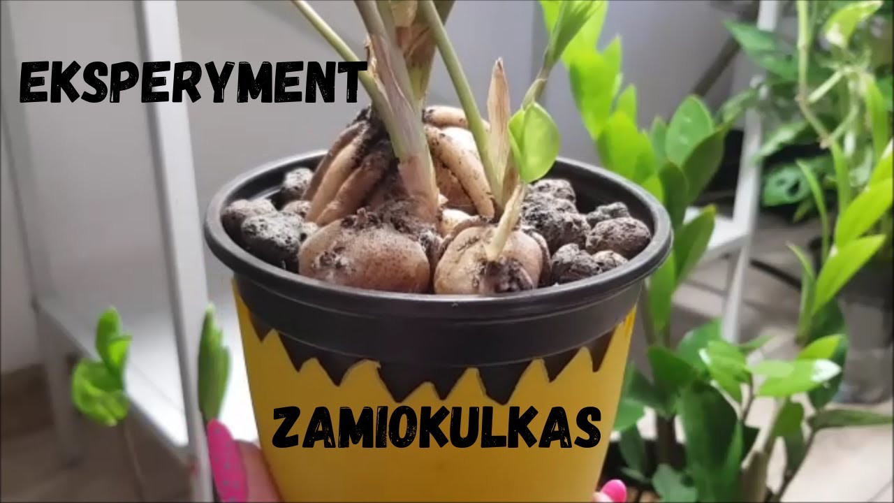 Eksperyment zamiokulkas